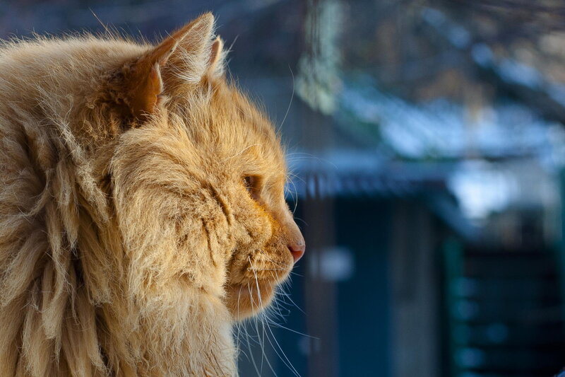 Fluffy Ginger Cat — Orange, Calm, Photograph, Whiskers, Building
