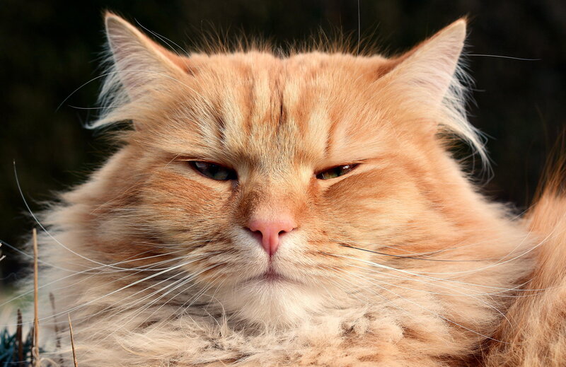 Fluffy Ginger Cat — Orange, Calm, Photograph, Whiskers, Eyes, Fur