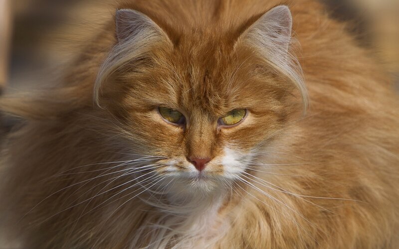 Fluffy Ginger Cat — Orange, Calm, Photograph, Whiskers, Green Eyes