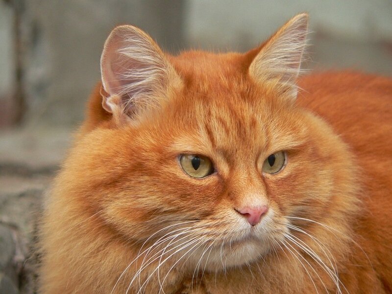 Fluffy Ginger Cat — Orange, Calm, Photograph, Whiskers
