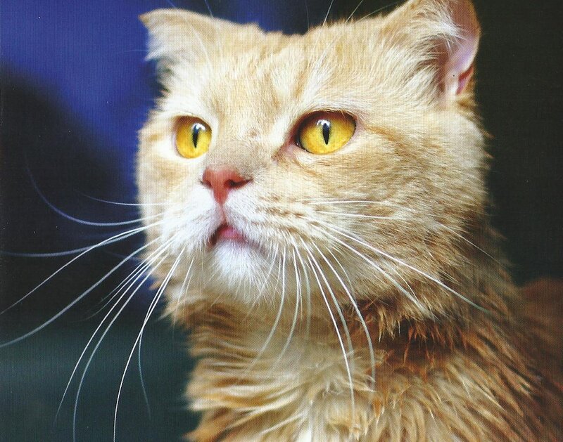 Fluffy Ginger Cat — Orange, Calm, Photograph, Whiskers, Yellow Eyes