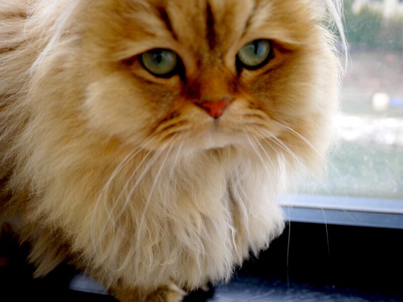 Fluffy Ginger Cat — Orange, Calm, Photograph, Window