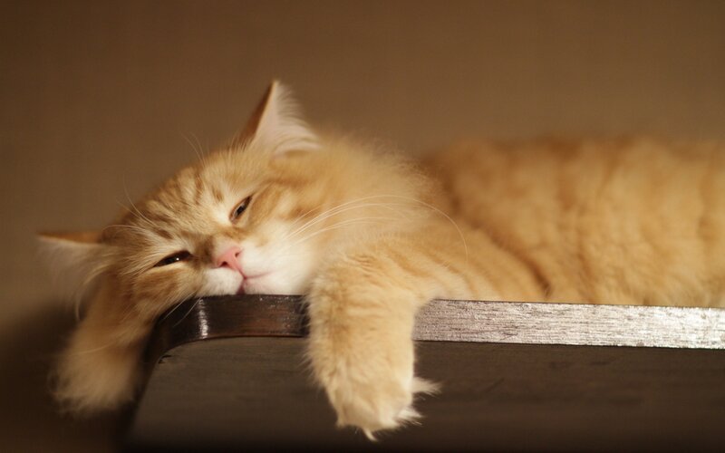Fluffy Ginger Cat — Orange, Calm, Photograph, Wooden Surface