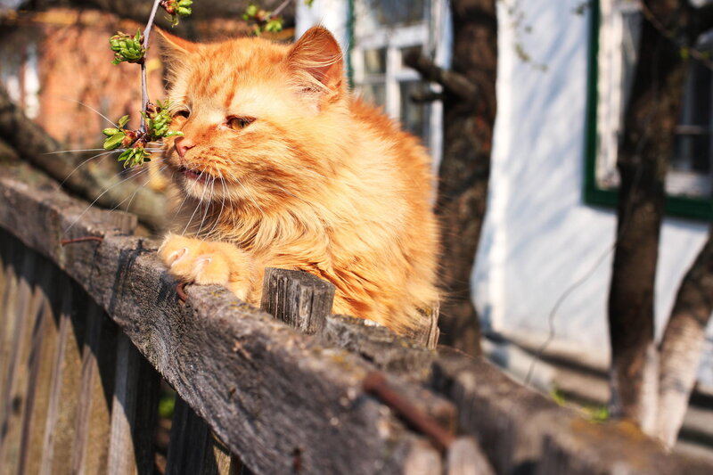 Fluffy Ginger Cat — Orange, Calm, Spring, Photograph