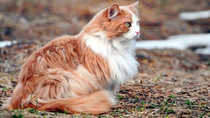 Fluffy Ginger Cat — Orange, Calm, Spring