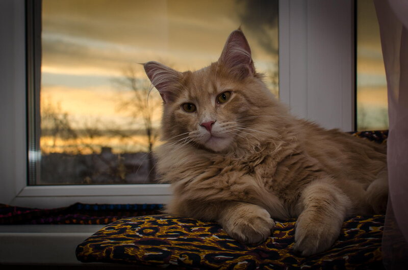 Fluffy Ginger Cat — Orange, Calm, Sunset