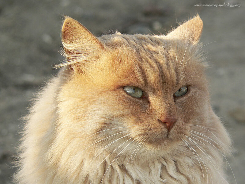 Fluffy Ginger Cat — Orange, Calm