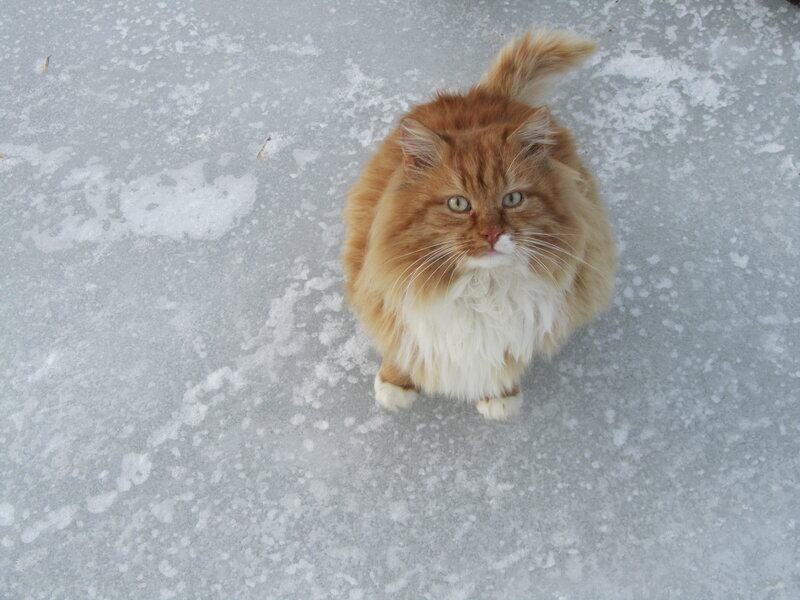Fluffy Ginger Cat — Orange, Calm, Winter, Photograph, Ice