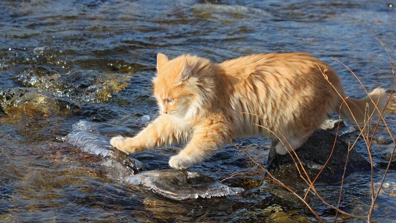 Fluffy Ginger Cat — Orange, Calm, Winter, Photograph, River