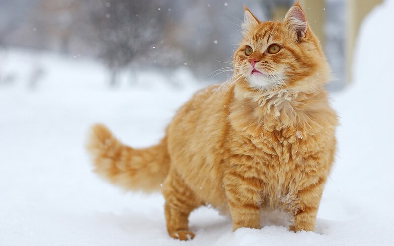 Fluffy Ginger Cat — Orange, Calm, Winter, Photograph, Snow, Trees