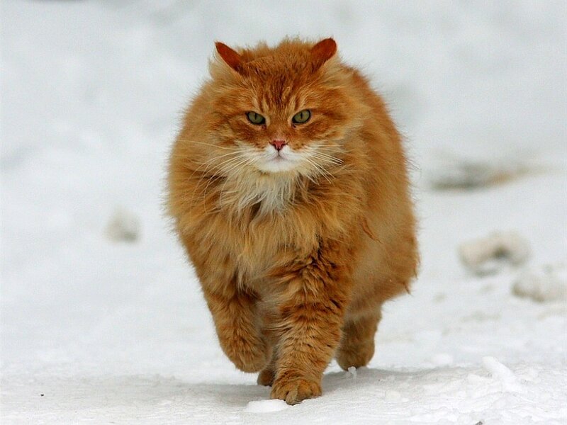 Fluffy Ginger Cat — Orange, Calm, Winter, Photograph, Snow, White