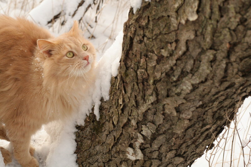 Fluffy Ginger Cat — Orange, Calm, Winter, Photograph