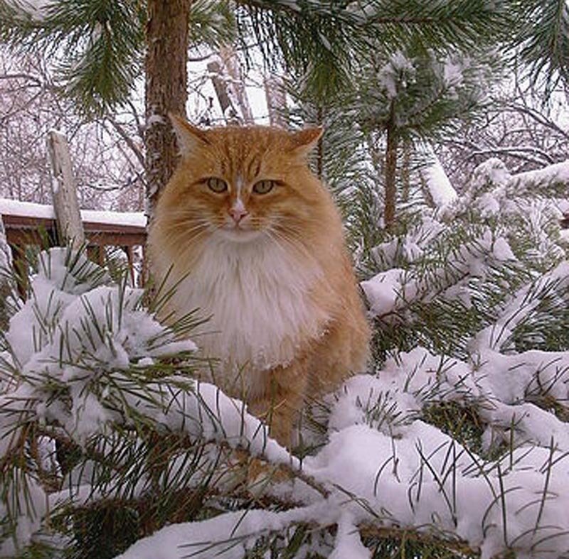Fluffy Ginger Cat — Orange, Calm, Winter