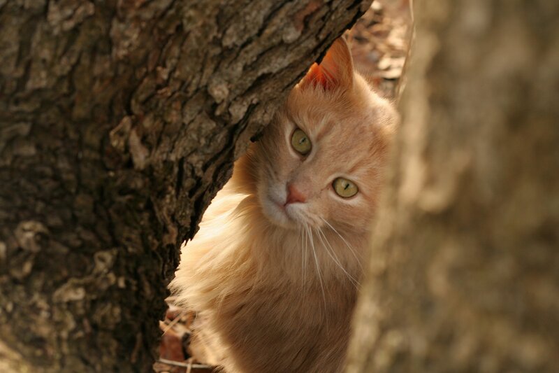 Fluffy Ginger Cat — Orange, Curious, Afternoon