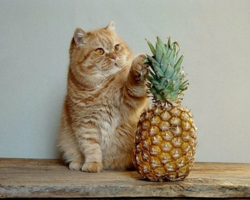 Fluffy Ginger Cat — Orange, Curious, Photograph, Pineapple