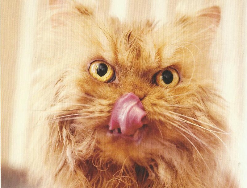 Fluffy Ginger Cat — Orange, Curious, Photograph