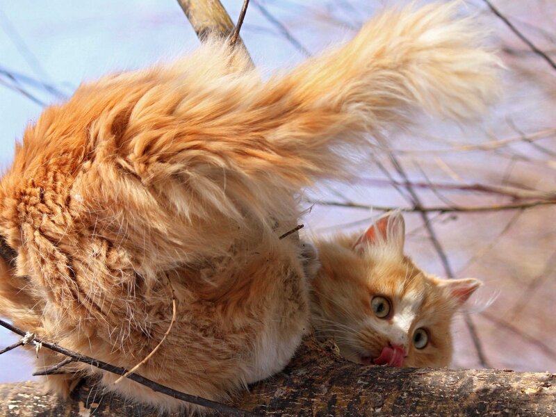 Fluffy Ginger Cat — Orange, Curious, Spring