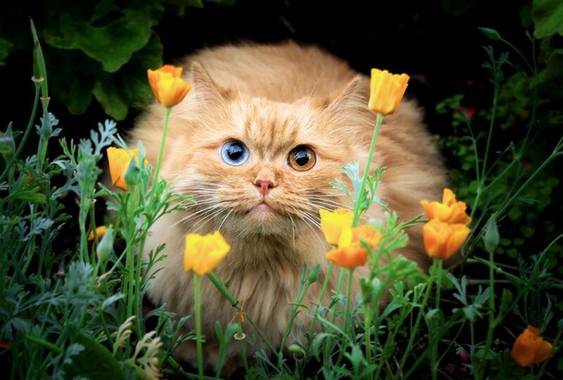 Fluffy Ginger Cat — Orange, Curious