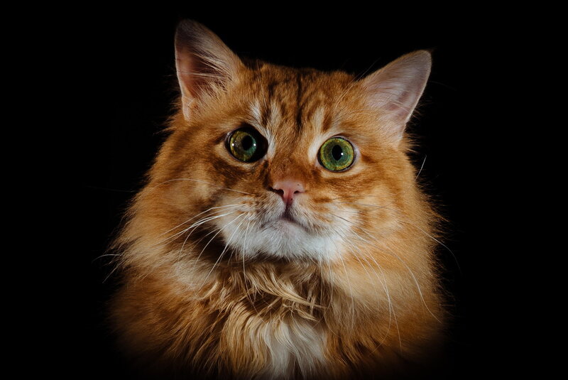 Fluffy Ginger Cat — Orange, Dramatic, Photograph, Green Eyes