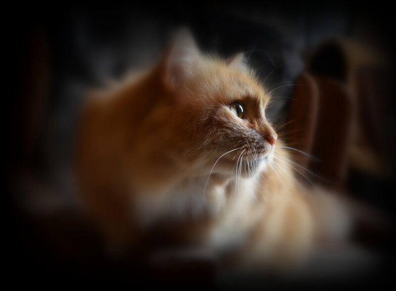 Fluffy Ginger Cat — Orange, Dramatic, Photograph