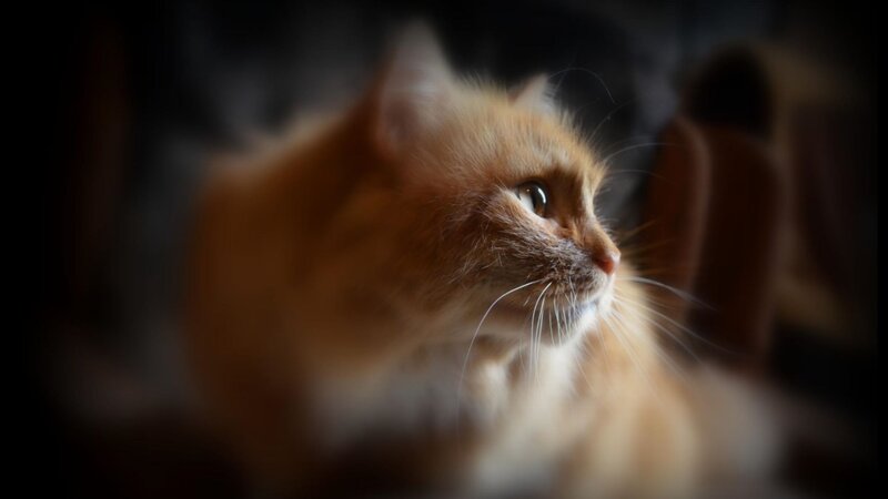 Fluffy Ginger Cat — Orange, Dramatic, Photograph, Whiskers