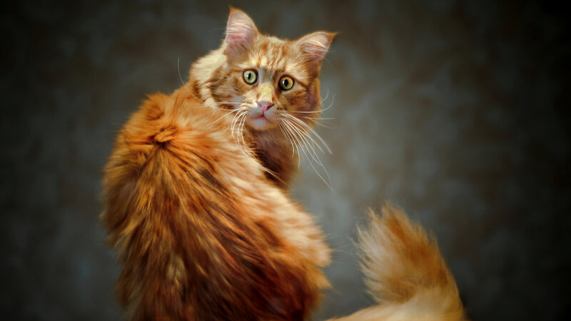 Fluffy Ginger Cat — Orange, Dramatic