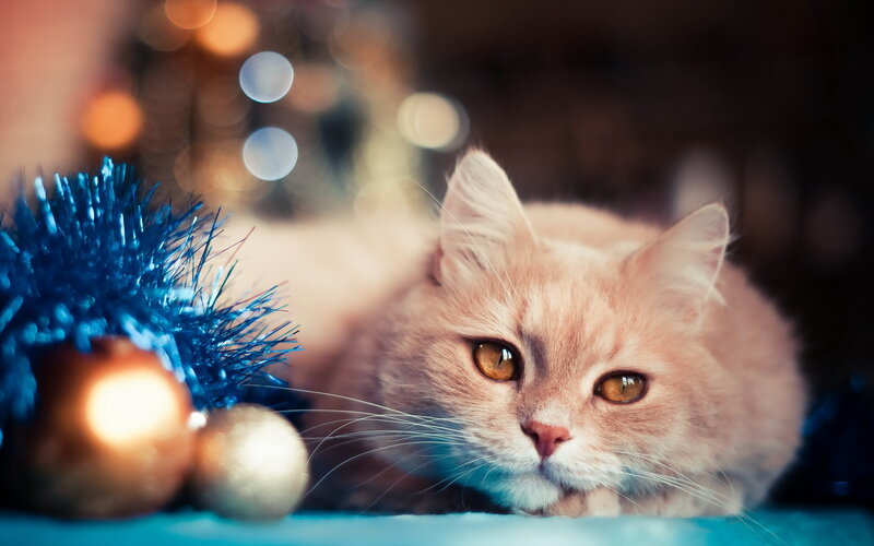 Fluffy Ginger Cat — Orange, Festive, Night, Photograph