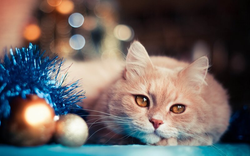 Fluffy Ginger Cat — Orange, Festive, Night