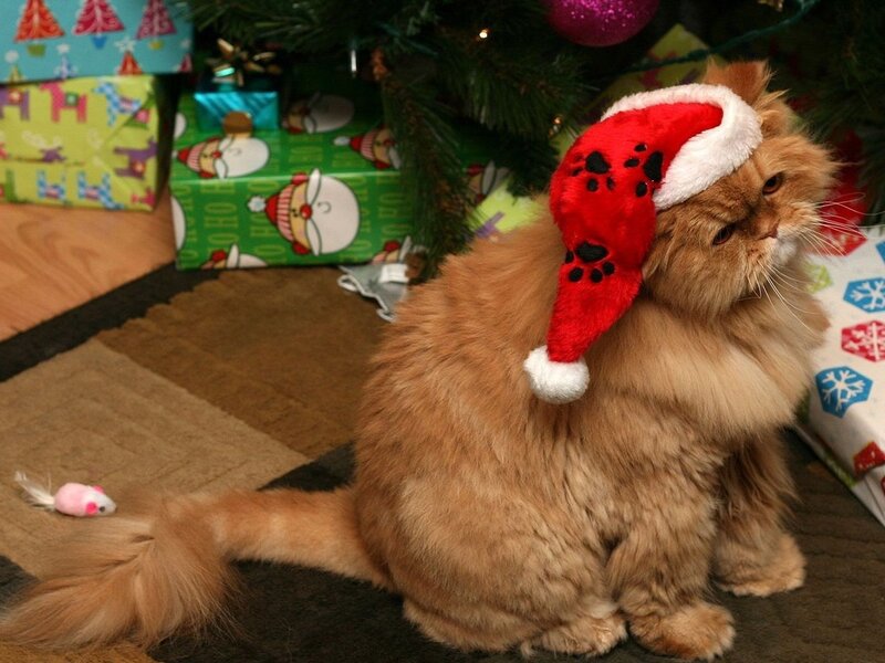 Fluffy Ginger Cat — Orange, Festive