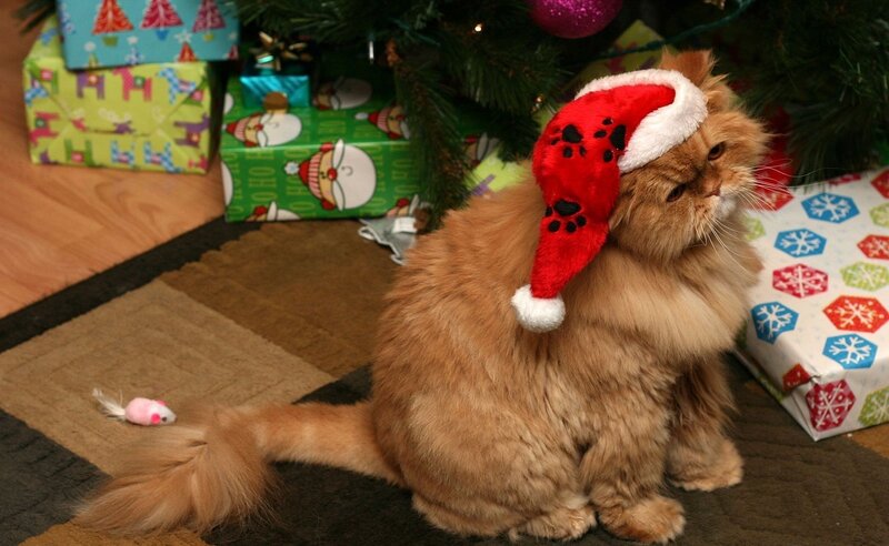 Fluffy Ginger Cat — Orange, Festive, Winter, Photograph, Santa Hat