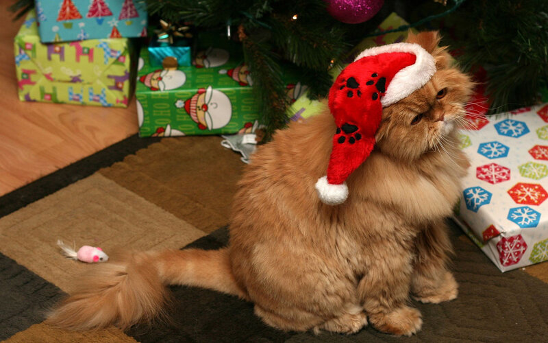 Fluffy Ginger Cat — Orange, Festive, Winter, Photograph