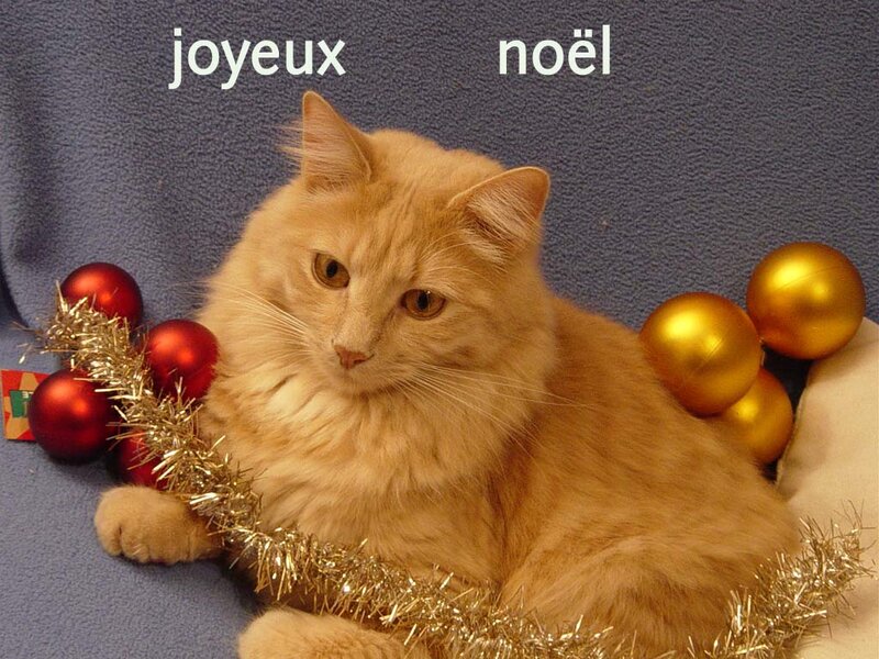 Fluffy Ginger Cat — Orange, Festive, Winter