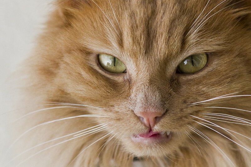 Fluffy Ginger Cat — Orange, Intense