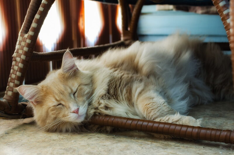 Fluffy Ginger Cat — Orange, Peaceful, Afternoon
