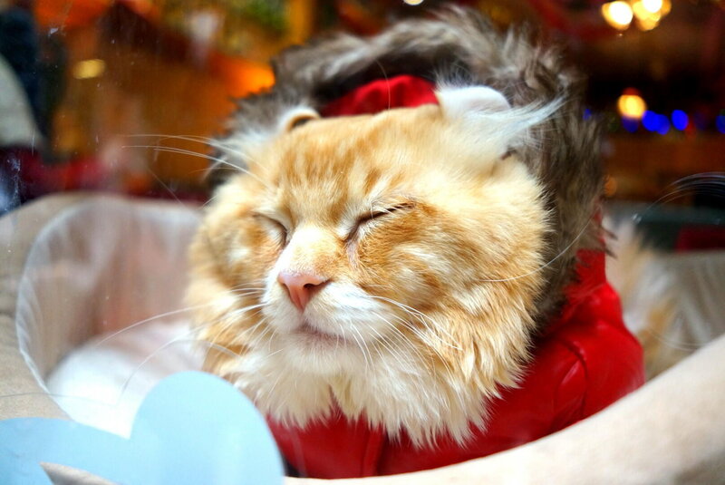 Fluffy Ginger Cat — Orange, Peaceful, Night