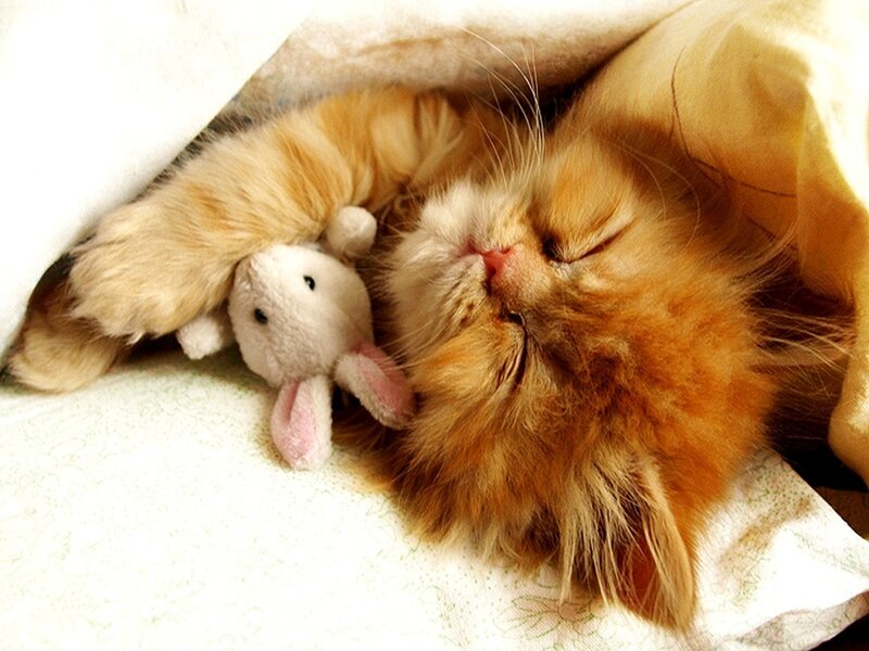 Fluffy Ginger Cat — Orange, Peaceful
