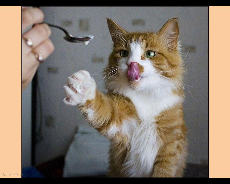 Fluffy Ginger Cat — Orange, Playful, Photograph