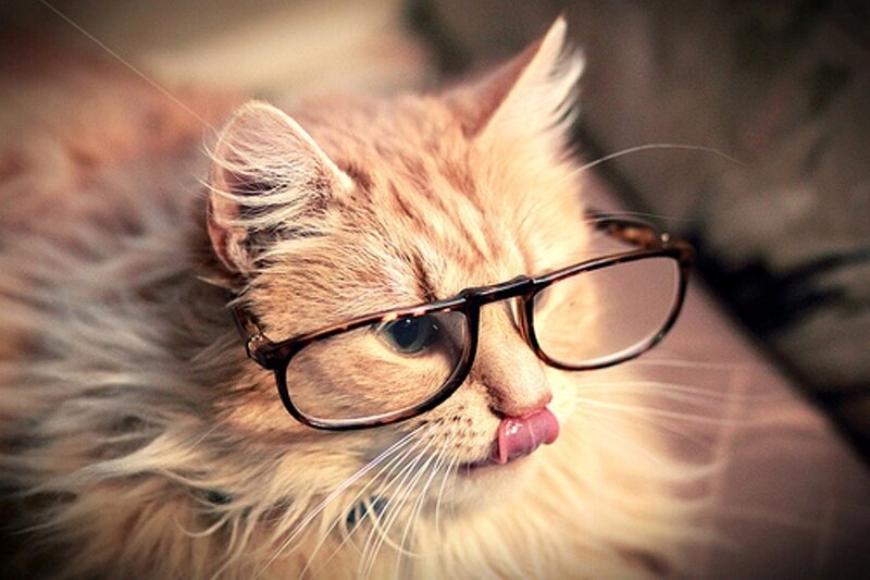 Fluffy Ginger Cat — Orange, Playful