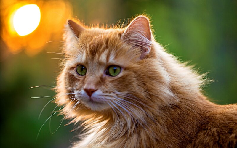 Fluffy Ginger Cat — Orange, Serene, Sunset