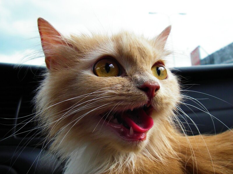 Fluffy Ginger Cat — Orange, Surprised