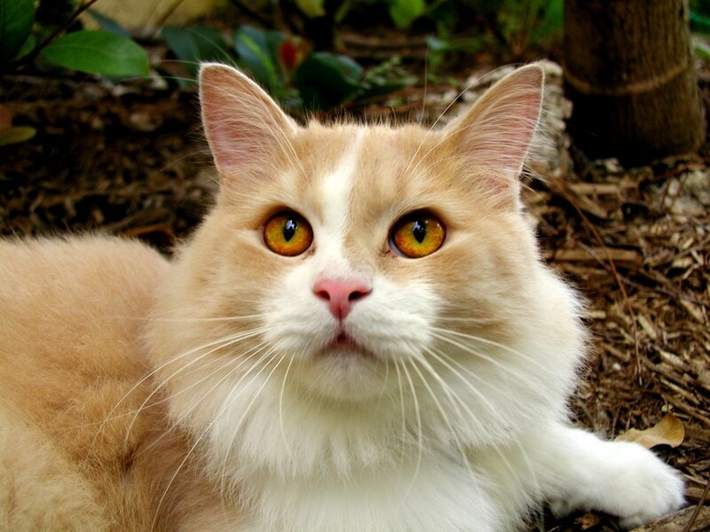 Fluffy Ginger Cat — Orange
