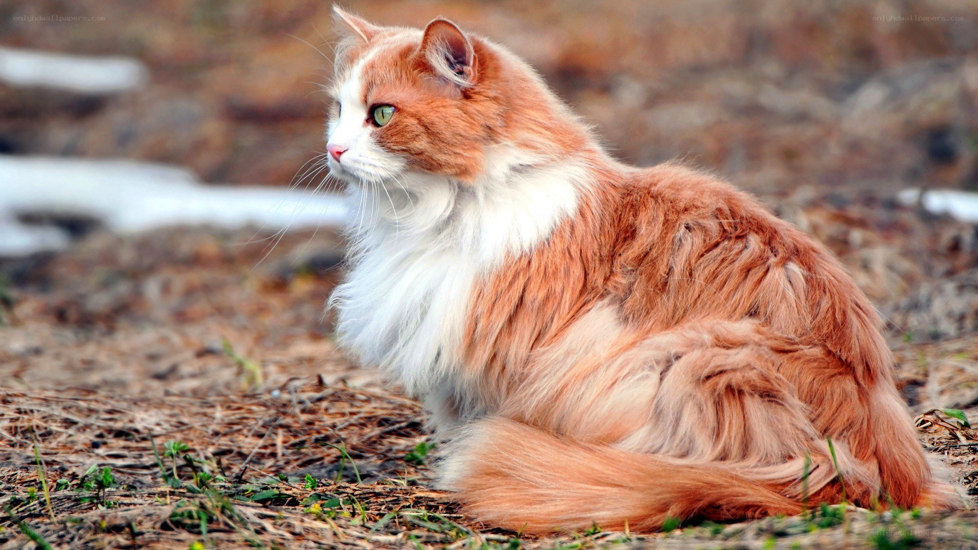 fluffy ginger cat outdoors