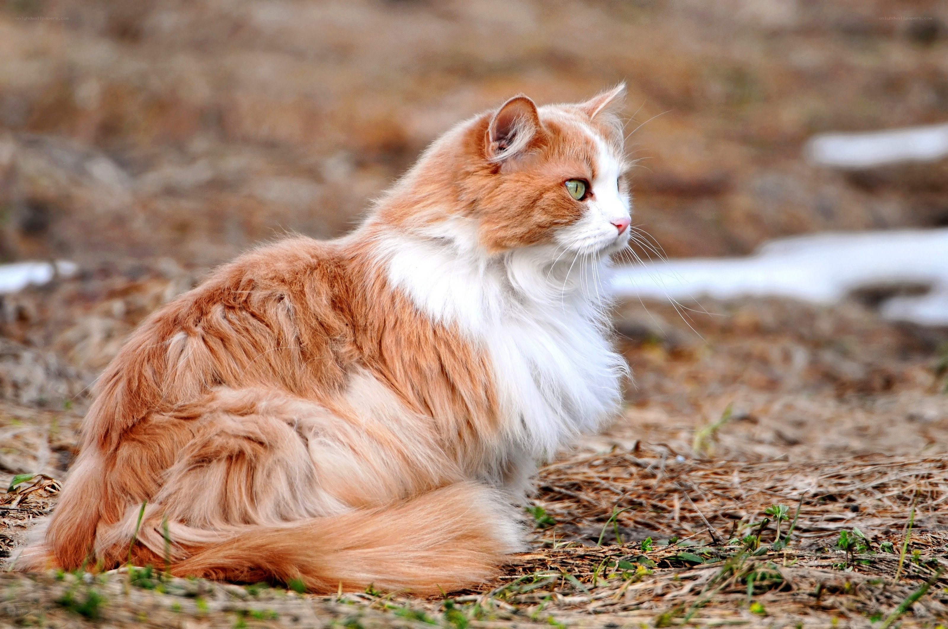 fluffy ginger cat outdoors
