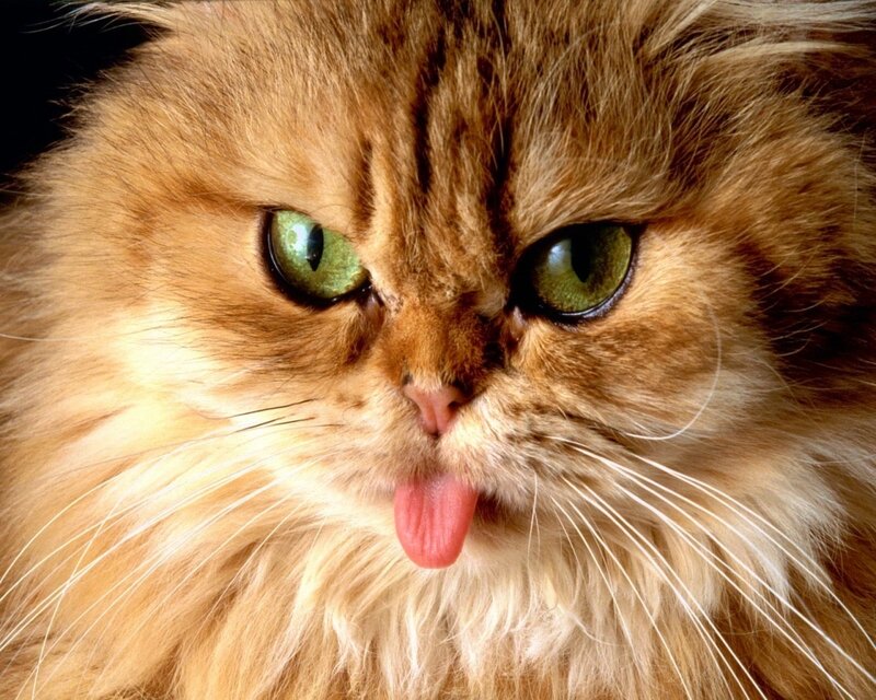 Fluffy Ginger Cat — Playful