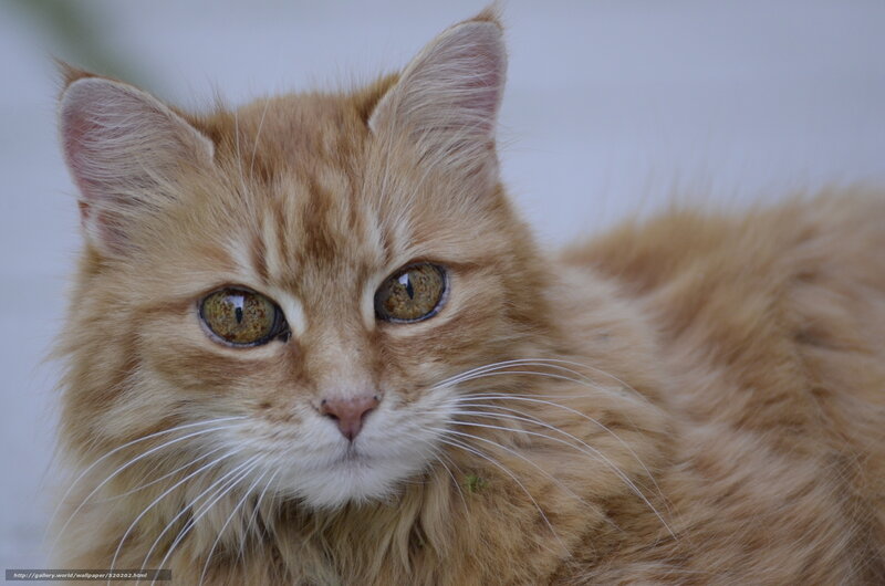 fluffy ginger cat portrait