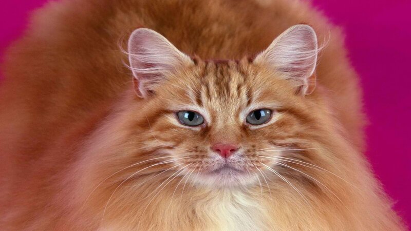 fluffy ginger cat portrait