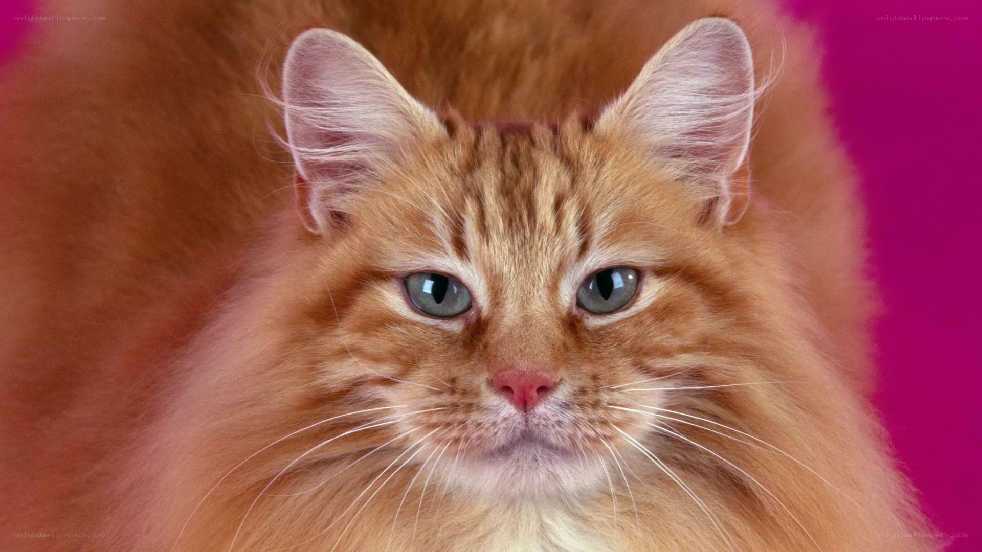 fluffy ginger cat portrait