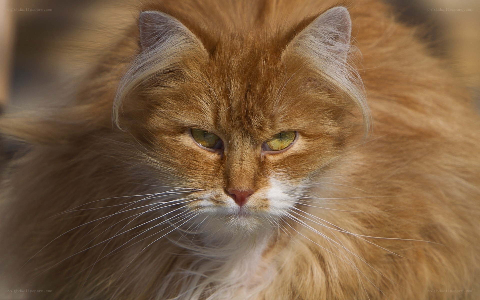 fluffy ginger cat portrait