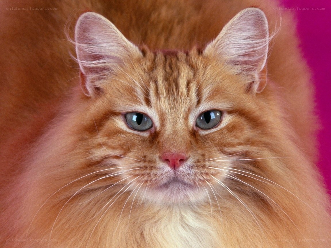 fluffy ginger cat portrait