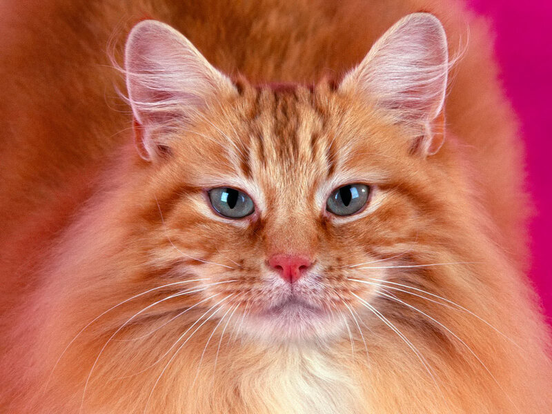 fluffy ginger cat portrait